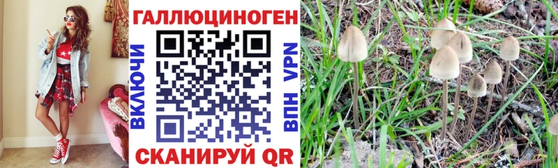 omg ссылка  Нея  Галлюциногенные грибы Psilocybe 